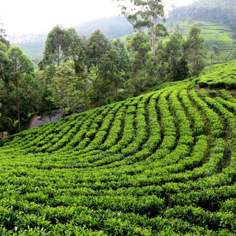 Darjeeling tea gardens